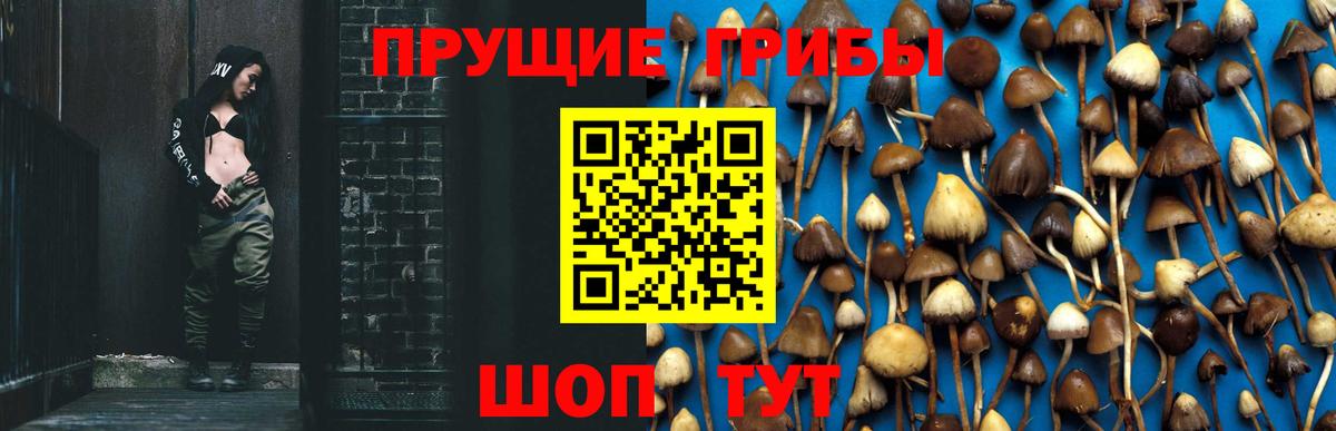 Краснознаменск  Псилоцибиновые грибы Cubensis  наркотики  Вход с VPN 